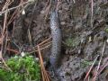 Limax maximus